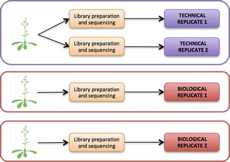 replicates in biology|what are technical replicates.